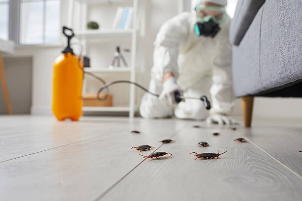 Post-Treatment Bed Bug Interceptor Monitoring in Ranchester